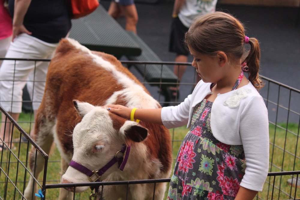Young girl petting a cow at a petting zoo