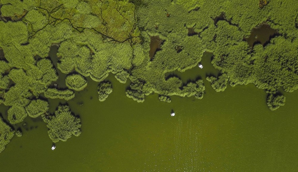 Aerial view of an algae bloom in a lake
