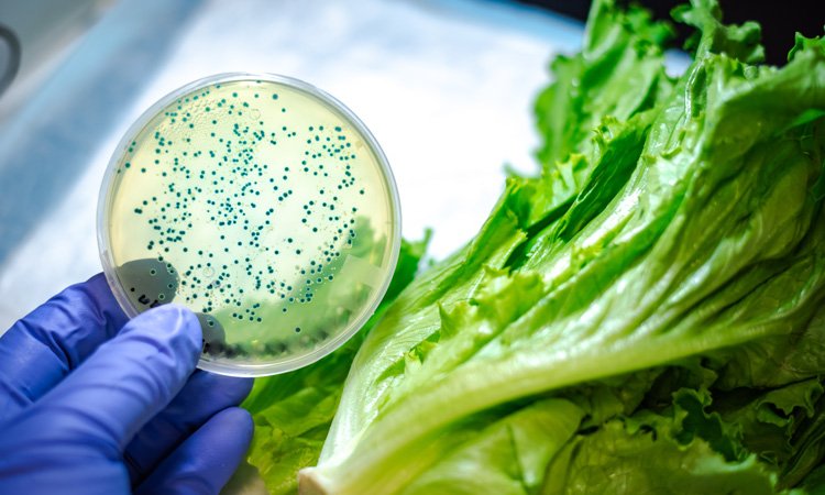 It’s Everywhere: Sources of E. coli&nbsp;Infection